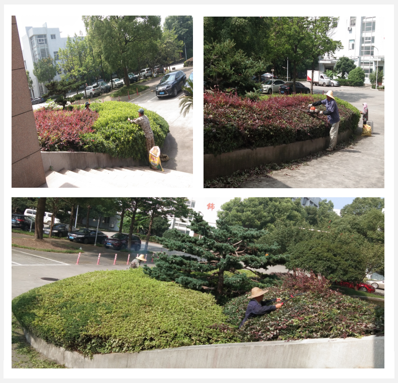 美化绿化，，，，，我们在行动      
