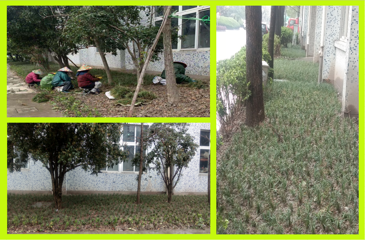种植绿化，，，，，，，美化坏境